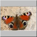 Inachis io - Tagpfauenauge 02.jpg